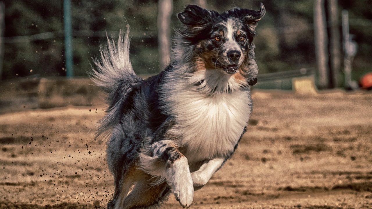 Hundesport im Verein